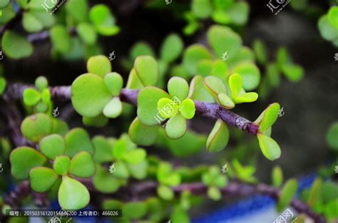 金枝玉叶植物|金枝玉叶（马齿苋科植物）